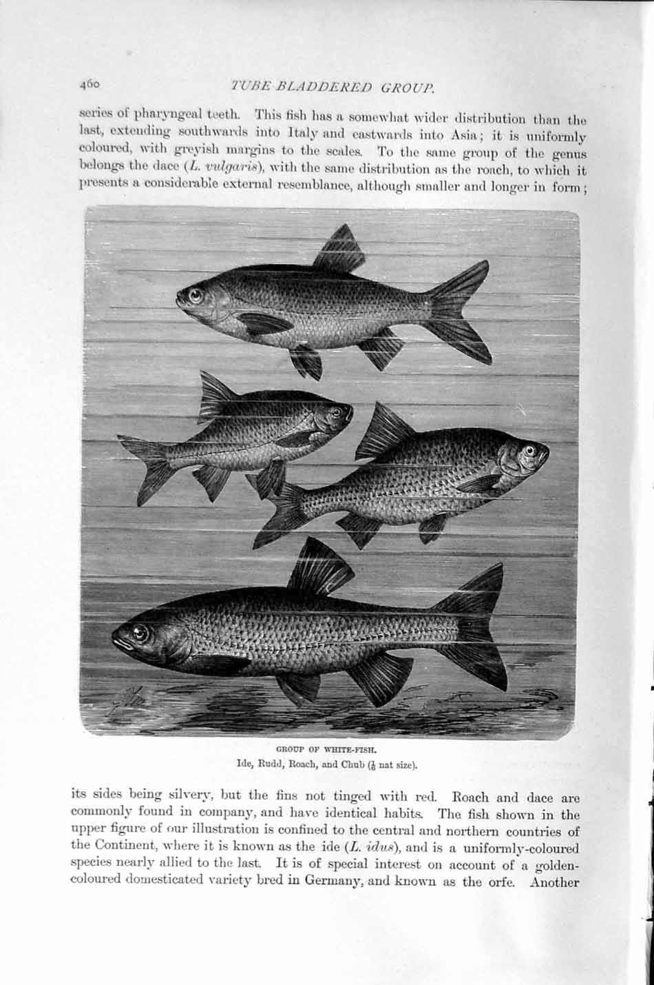 Original Old Antique Print Natural History 1896 White Fish Ide Rudd Roach Chub