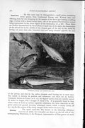 Old Antique Print Natural History1896 Bitterling Bleak Gudgeon Fish Tench 19th