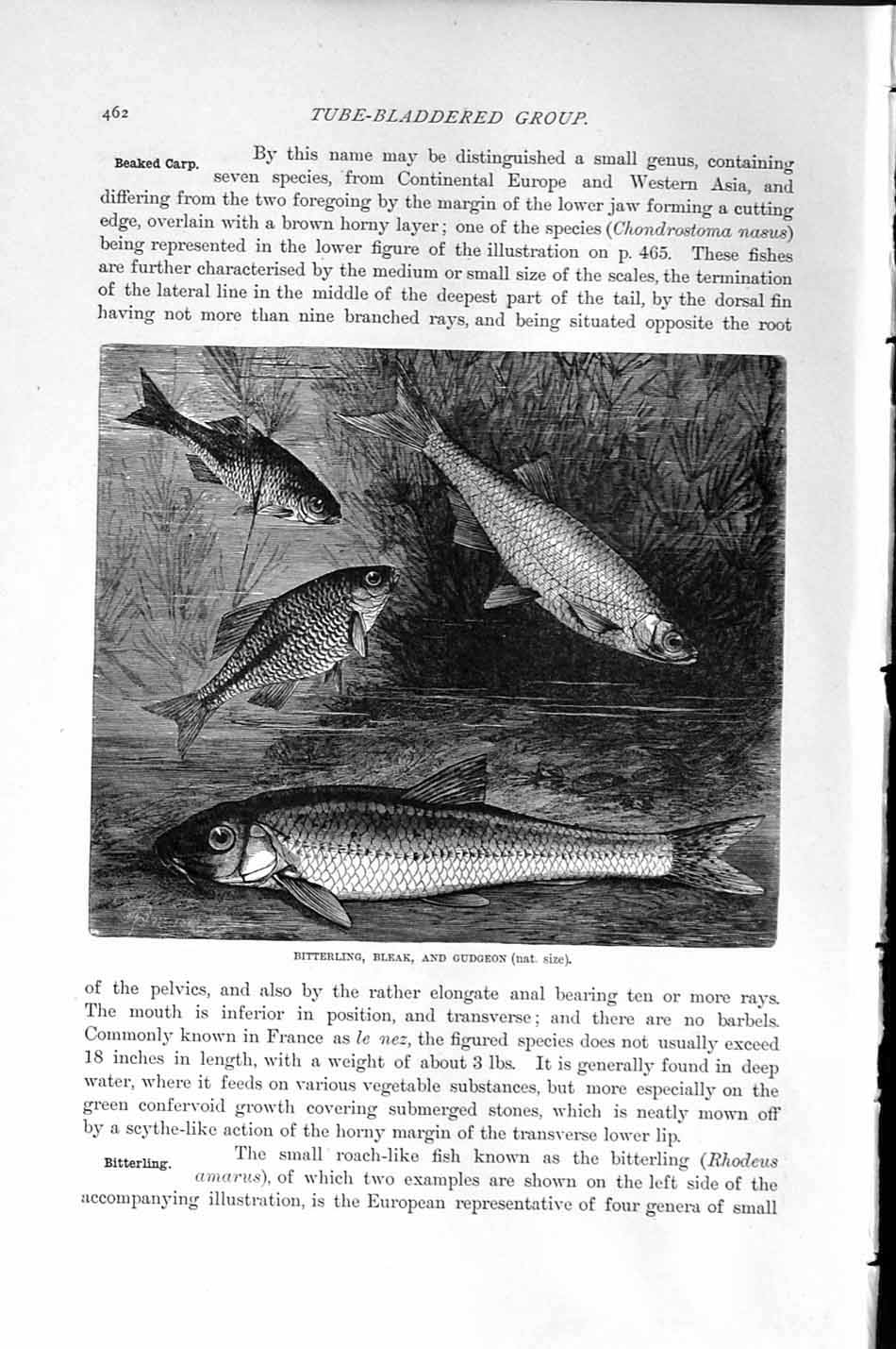 Old Antique Print Natural History1896 Bitterling Bleak Gudgeon Fish Tench 19th