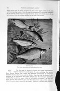 Original Old Antique Print Natural History 1896 Bream Fish Zope Zarthe White