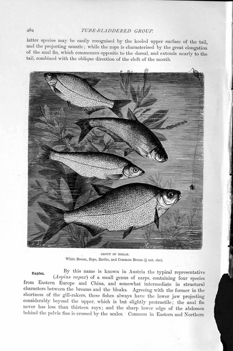 Original Old Antique Print Natural History 1896 Bream Fish Zope Zarthe White