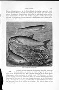 Original Old Antique Print Natural History 1896 Sichel Rapfen Beaked Carp Fish