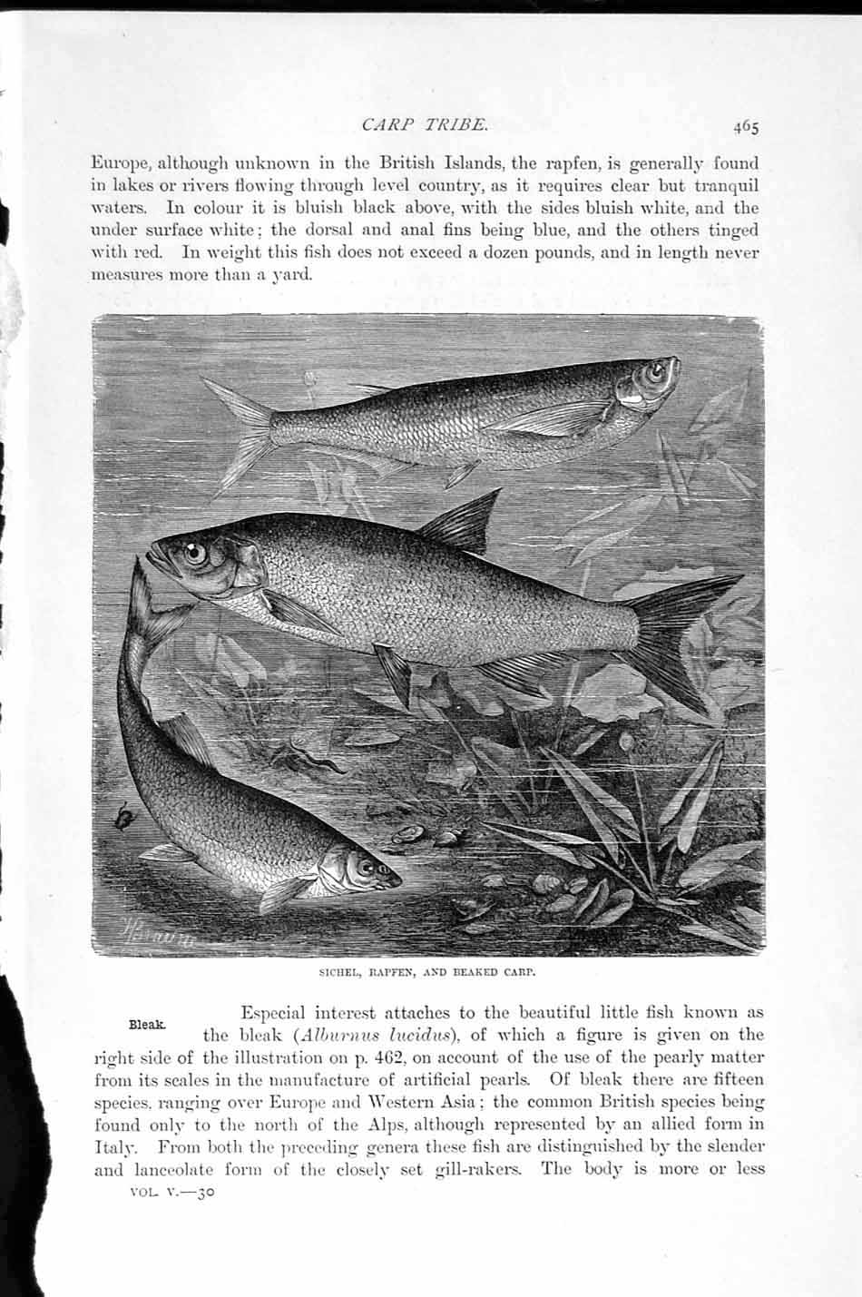 Original Old Antique Print Natural History 1896 Sichel Rapfen Beaked Carp Fish