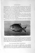 Original Old Antique Print Natural History 1896 Piraya Fish Characinoids Fossil
