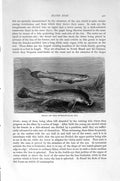 Old Antique Print Natural History1896 Double-Eye Fish Kentucky Blind-Fish 19th