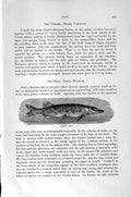 Original Old Antique Print Natural History 1896 Common Pike Fish Esocidae 19th