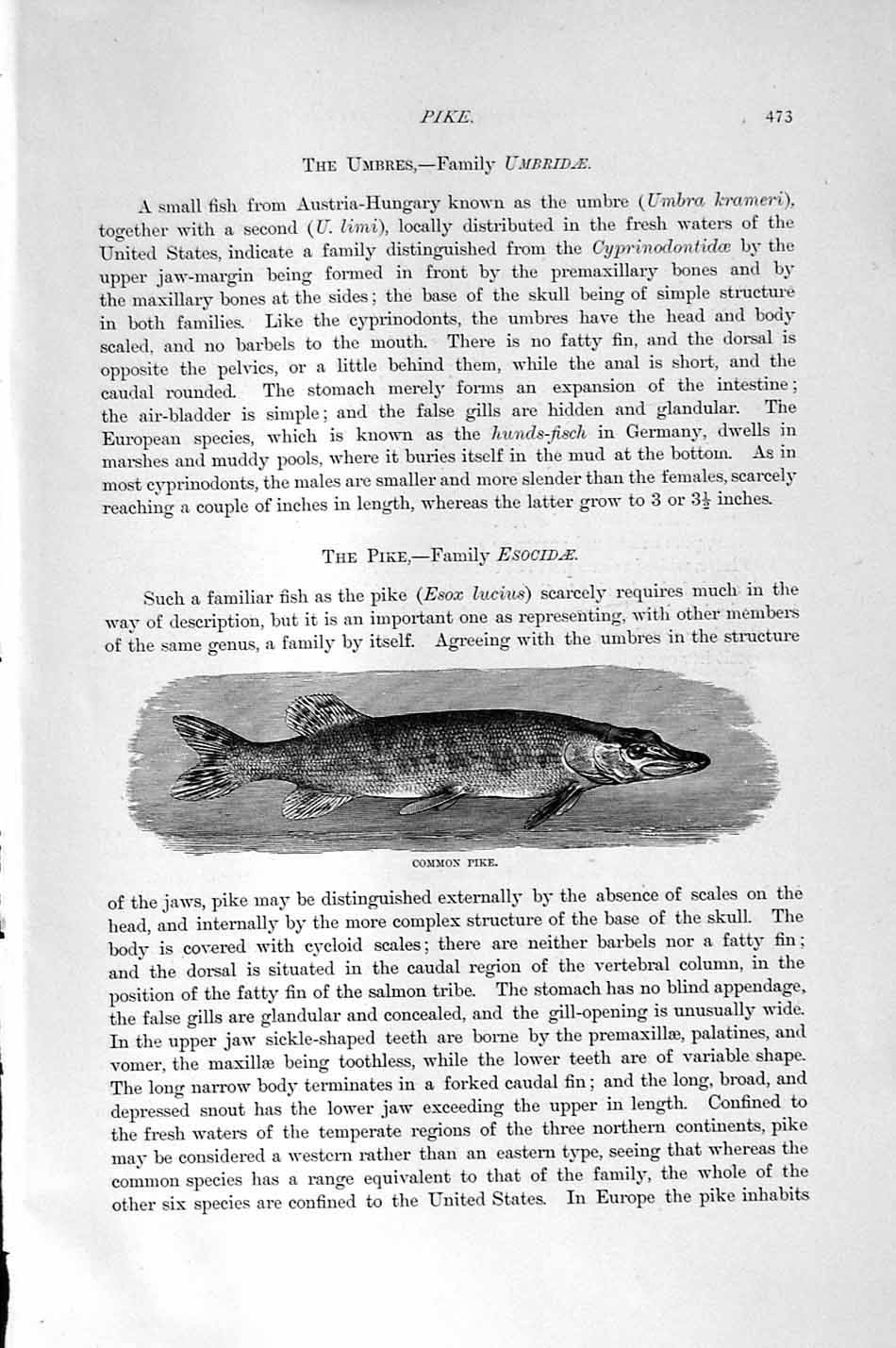 Original Old Antique Print Natural History 1896 Common Pike Fish Esocidae 19th