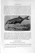 Old Antique Print Natural History 1896 Bornean Feather-Back Fish Pikelet 19th