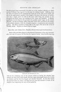 Original Old Antique Print Natural History 1896 Chisel-Jaw Moon-Eye Fish Salmon