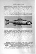 Original Old Antique Print Phosphorescent Sardine Fish Natural History 1896