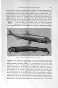 Old Antique Print Natural History 1896 Silvery Fish Hedgehog-Mouth Dorab 19th