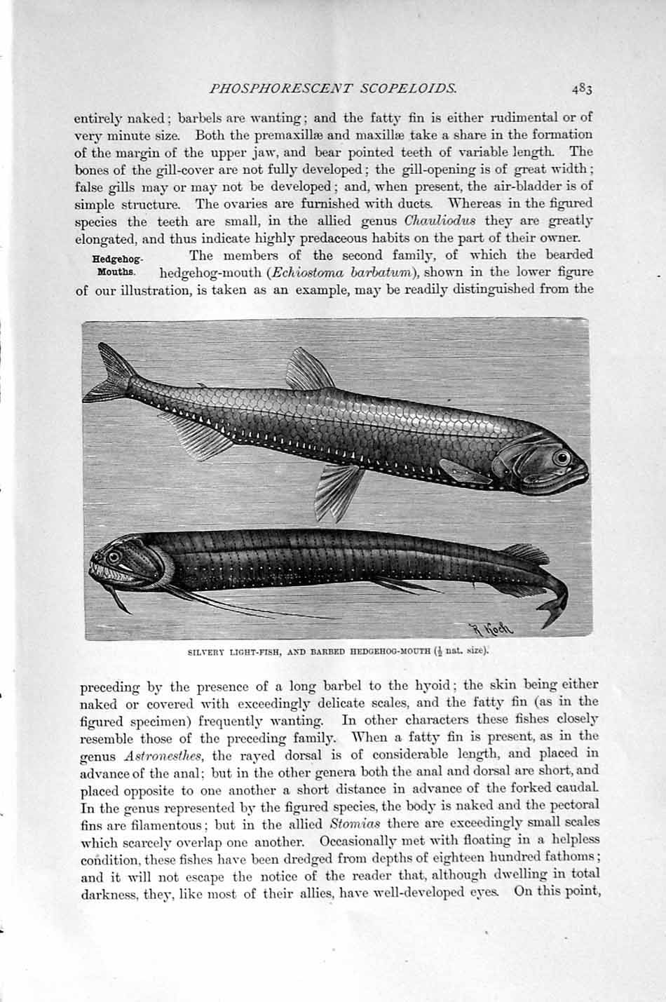 Old Antique Print Natural History 1896 Silvery Fish Hedgehog-Mouth Dorab 19th