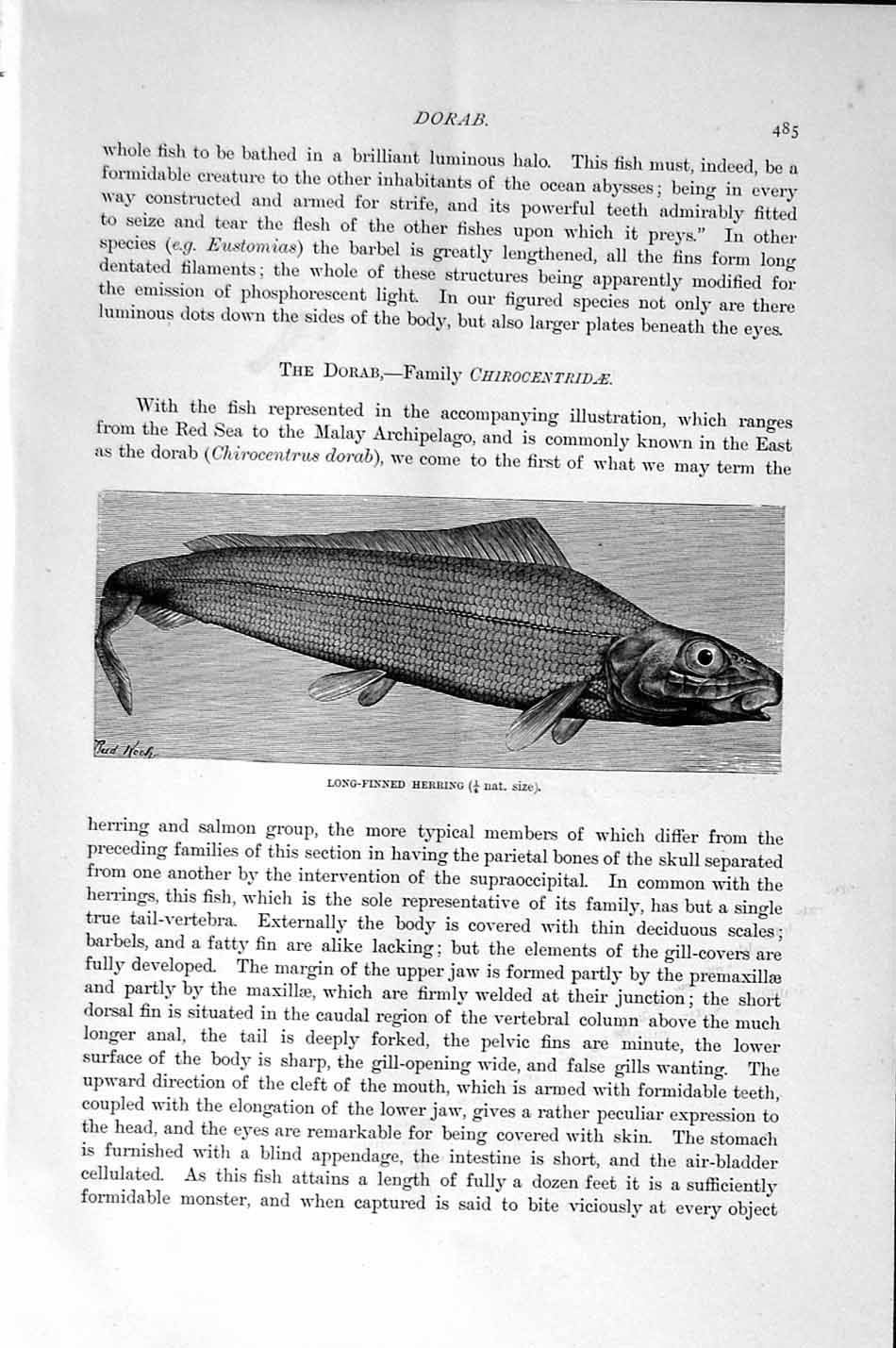 Old Antique Print Natural History 1896 Long-Finned Herring Fish Saurodont 19th