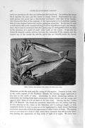 Original Old Antique Print Natural History 1896 Shad Sprats Herring Fish 19th