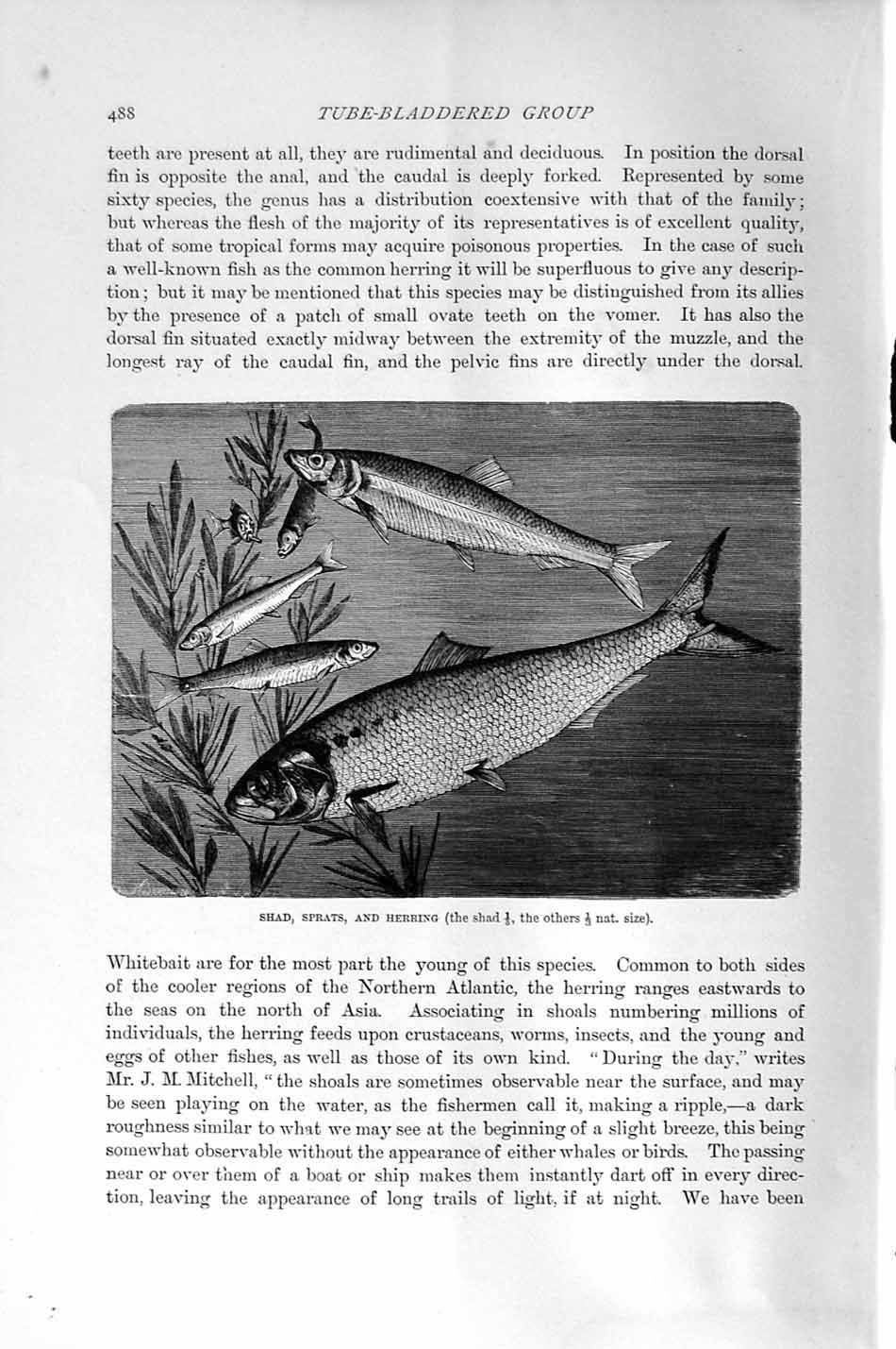 Original Old Antique Print Natural History 1896 Shad Sprats Herring Fish 19th