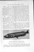 Original Old Antique Print Natural History 1896 Black Smooth Head Salmon Fish