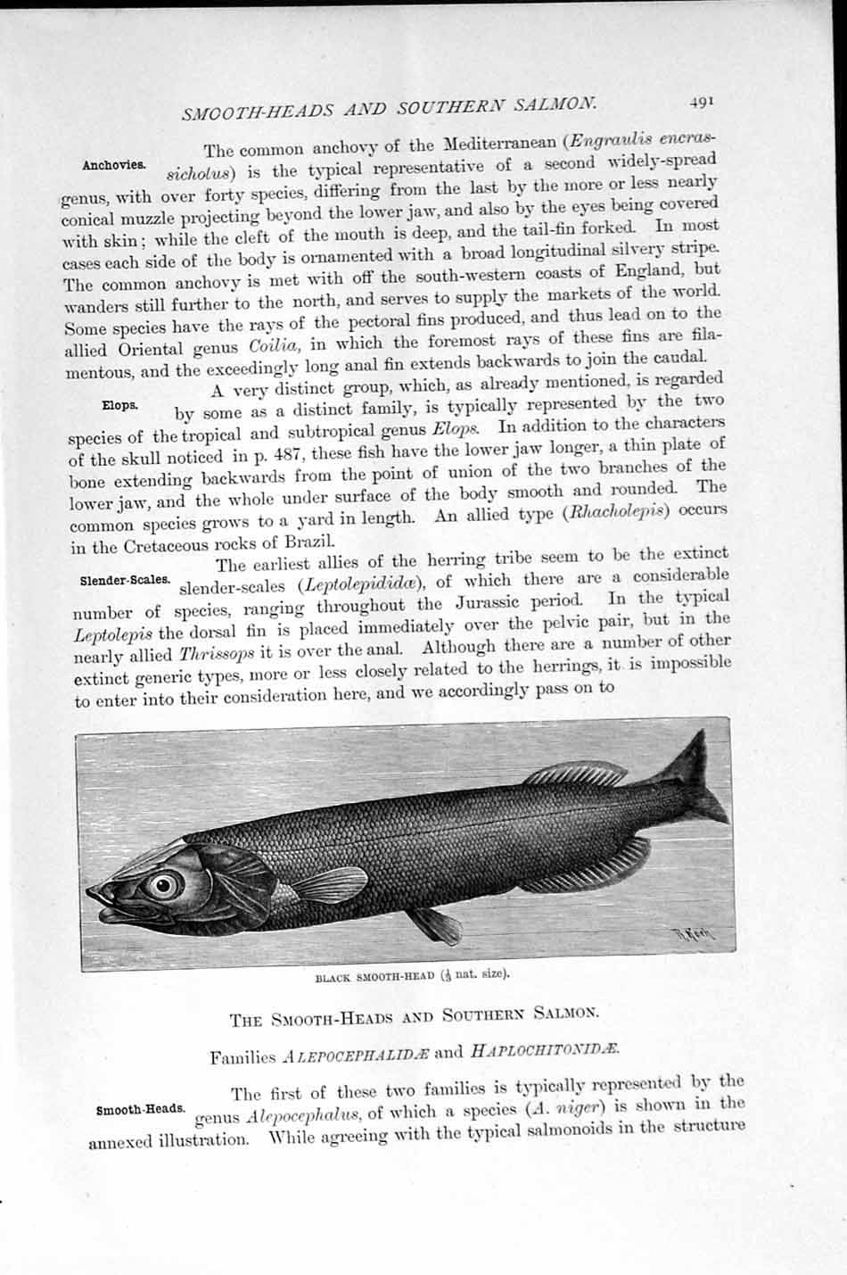 Original Old Antique Print Natural History 1896 Black Smooth Head Salmon Fish