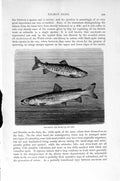Original Old Antique Print Natural History 1896 May Trout Hucho Fish Salmon