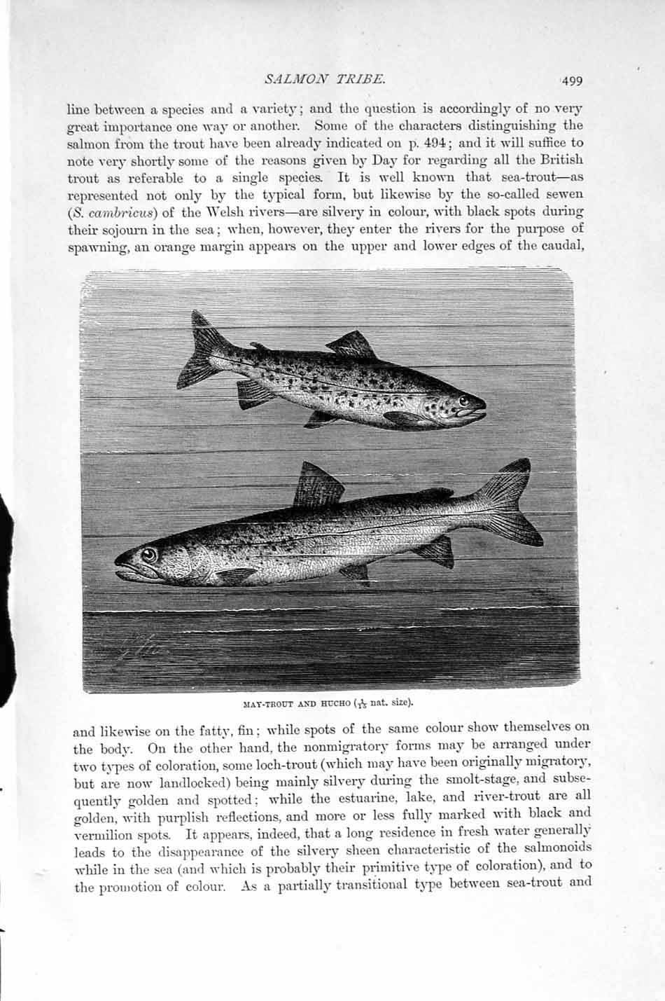 Original Old Antique Print Natural History 1896 May Trout Hucho Fish Salmon
