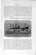 Original Old Antique Print Natural History 1896 Salmon Fish Common Smelt 19th