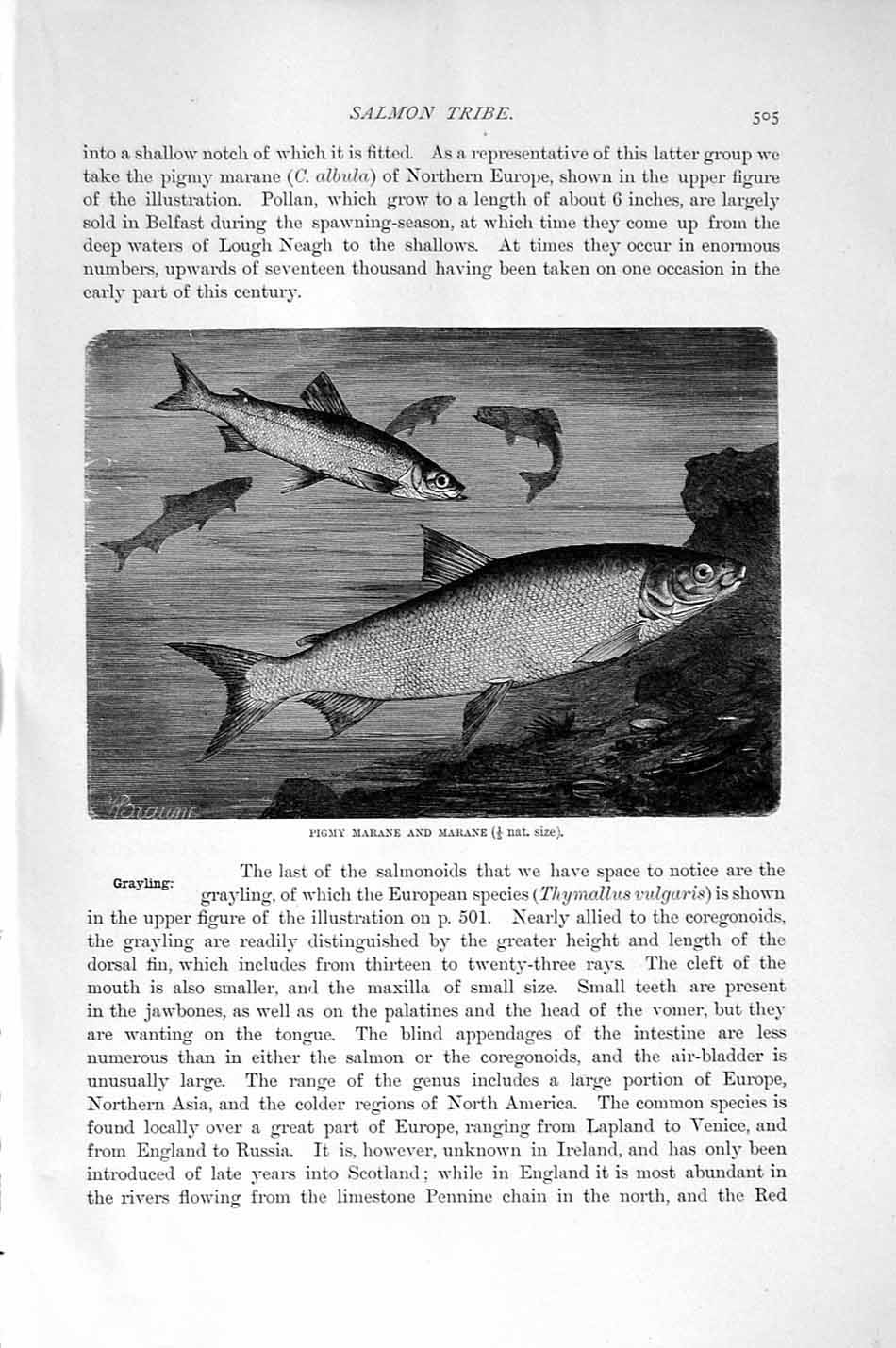 Original Old Antique Print Natural History 1896 Pigmy Marane Salmon Fish 19th