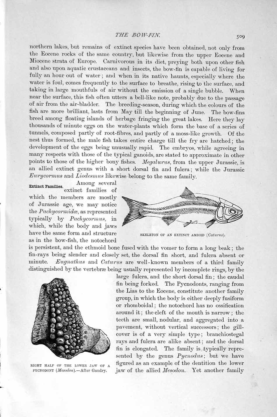 Original Old Antique Print Natural History 1896 Ganoid Fish Scale-Tooth Amioid