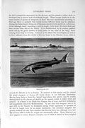 Old Antique Print Natural History 1896 Sterlet Sturgeon Tribe Fish Ganoid 19th