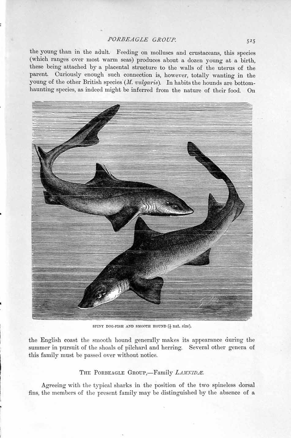 Original Old Antique Print Natural History 1896 Spiny Dog Fish Smooth Hound