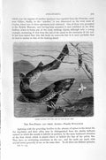 Original Old Antique Print Natural History 1896 Lesser Spotted Dog Fish Eggs
