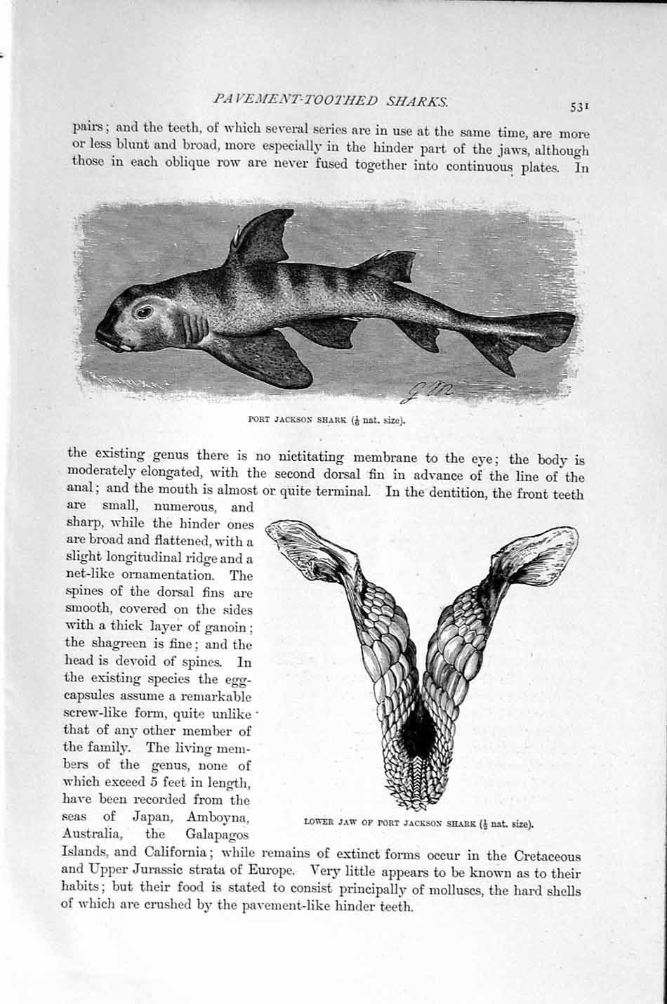 Original Old Antique Print Natural History 1896 Port Jackson Shark Lower Jaw