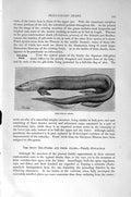Original Old Antique Print Frill-Gilled Shark Fish Natural History 1896 19th