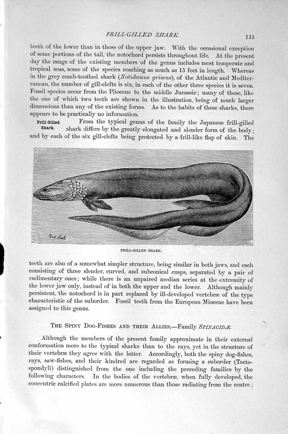 Original Old Antique Print Frill-Gilled Shark Fish Natural History 1896 19th
