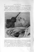 Old Antique Print Natural History 1896 Angel Fish Sea Japanese Australian 19th
