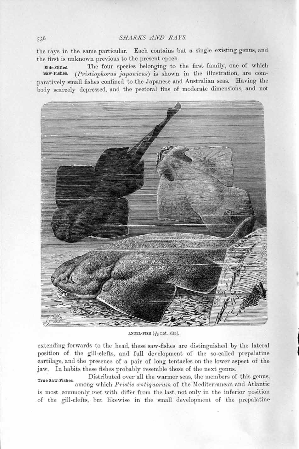 Old Antique Print Natural History 1896 Angel Fish Sea Japanese Australian 19th