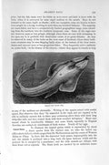 Old Antique Print Natural History 1896 Thornback Skates Fish Halavi Ray 19th