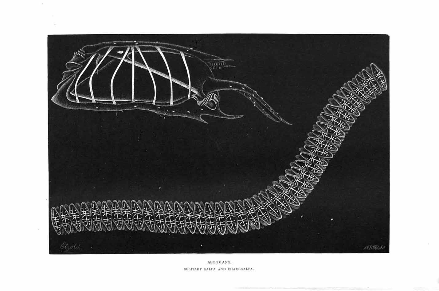 Original Old Antique Print Natural History 1896 Ascidians Salpa Chain-Salpa