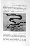 Original Old Antique Print Natural History 1896 Sea-Lamprey River-Lampry Fish
