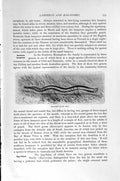 Old Antique Print Natural History 1896 Hag Fish Skeleton Primeval Lamprey 19th