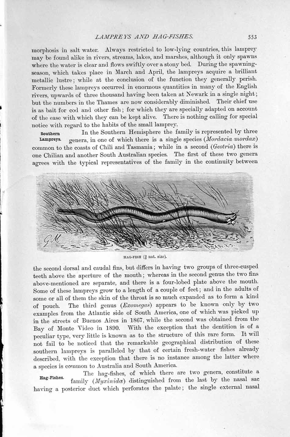 Old Antique Print Natural History 1896 Hag Fish Skeleton Primeval Lamprey 19th