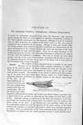 Old Antique Print Natural History 1896 Pterichthys Cephalaspis Vertebrate 19th