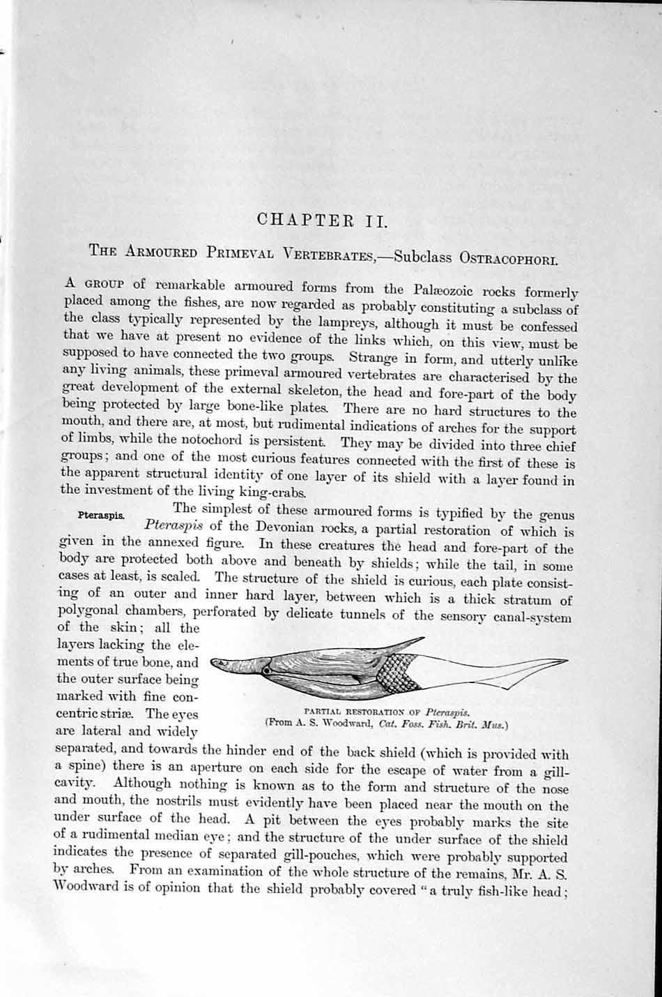 Old Antique Print Natural History 1896 Pterichthys Cephalaspis Vertebrate 19th