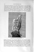Original Old Antique Print Natural History 1896 Cartilaginous Fixed Sea-Squirt