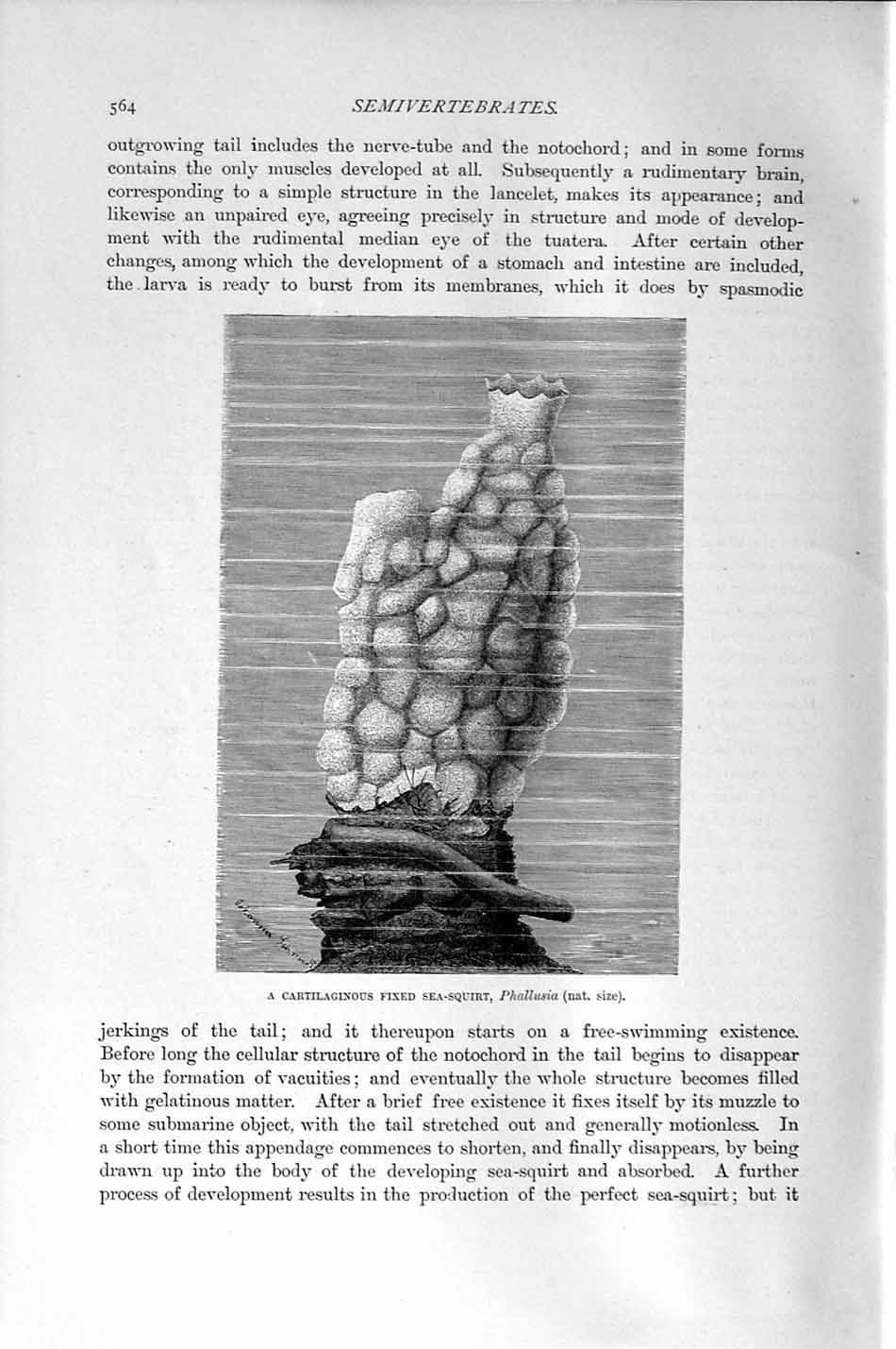 Original Old Antique Print Natural History 1896 Cartilaginous Fixed Sea-Squirt