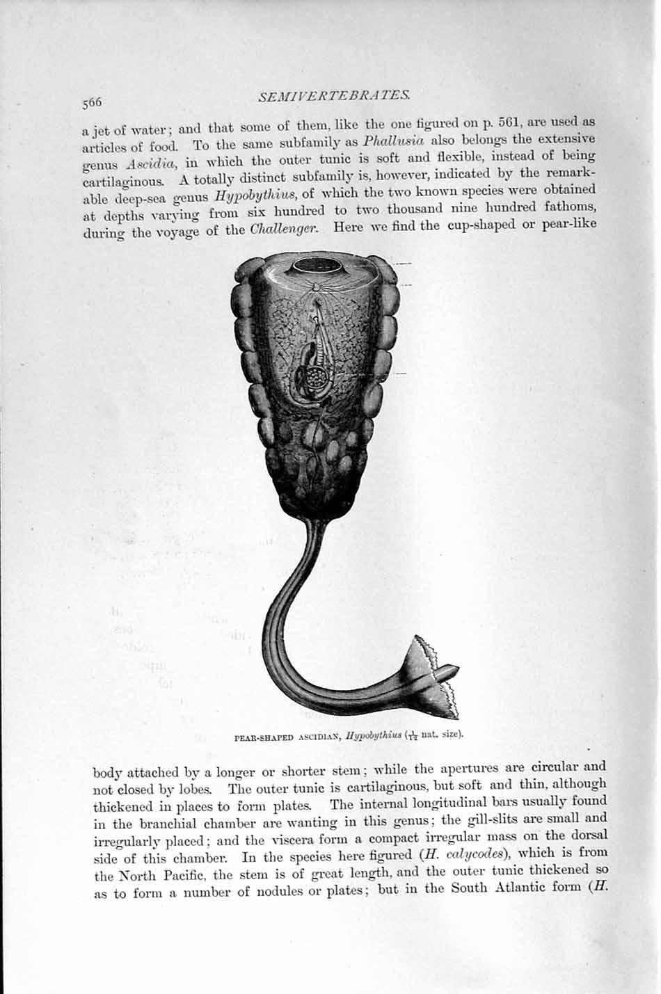 Old Antique Print Pear-Shaped Ascidian Natural History 1896 Hypobythius 19th