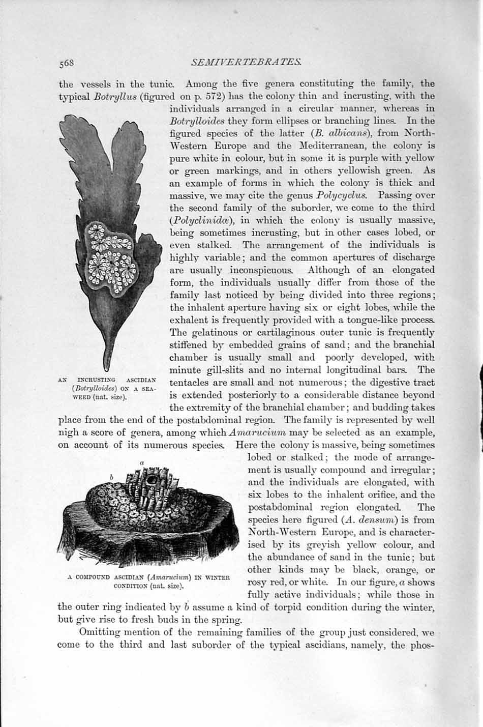 Original Old Antique Print Natural History 1896 Incrusting Ascidian Sea-Weed