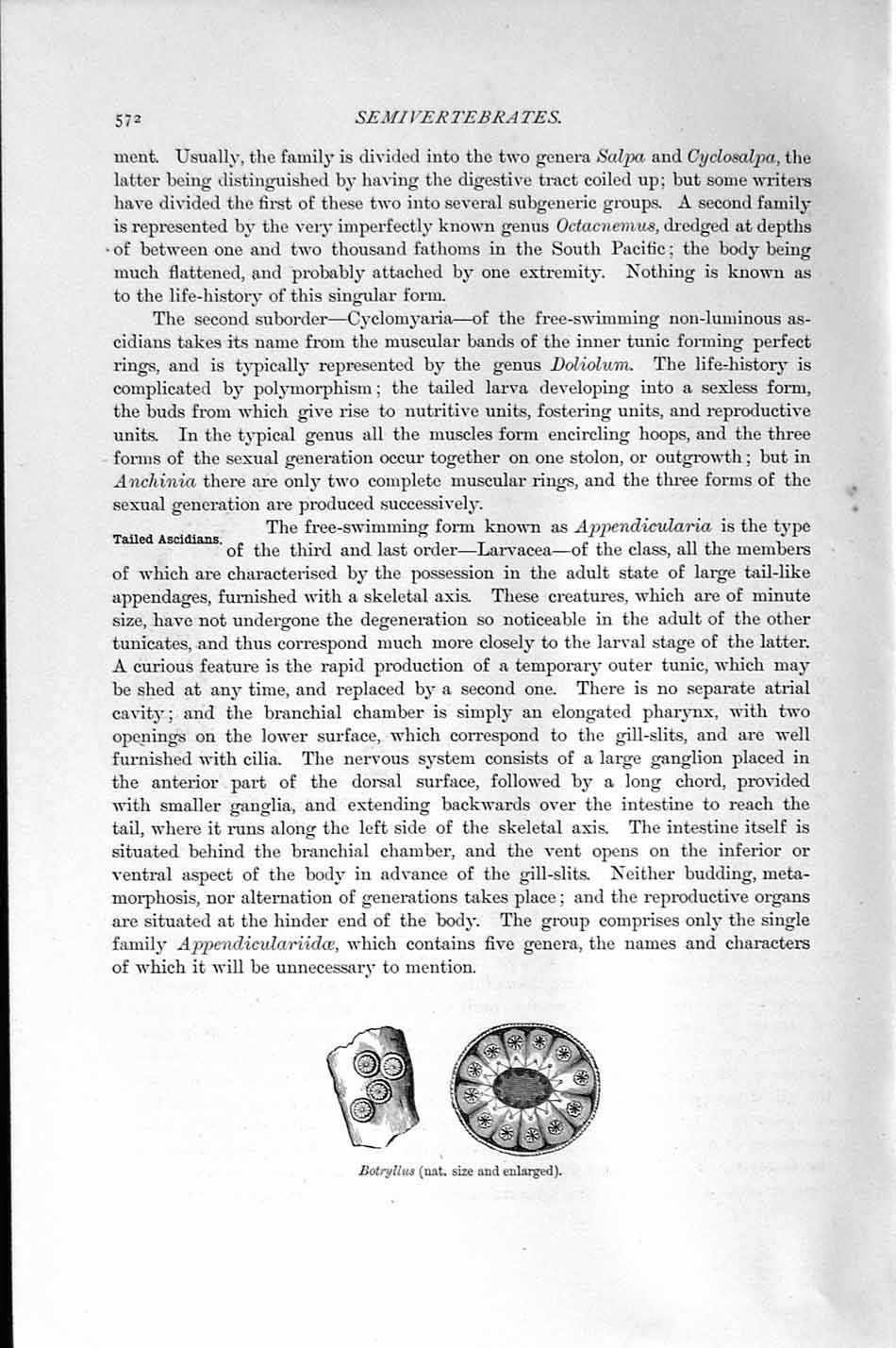 Original Old Antique Print Natural History 1896 Botryllus Semivertibrates 19th