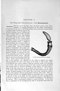 Original Old Antique Print Natural History 1896 Balanoglossus Protochordates