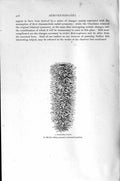 Original Old Antique Print Natural History 1896 Pyrosoma Colony Semivertebrates