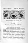 Original Old Antique Print Natural History 1896 Insects Beetles Arthropoda 19th