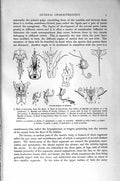 Original Old Antique Print Natural History 1896 Mouth Organs Insects Honey-Bee